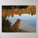 Search for sporting breed posters Animal