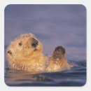 Search for depth square stickers Fauna