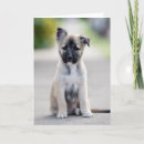 Search for german shepherd puppy cards Cute