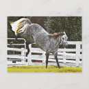 Search for equine image postcards Animal