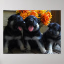 Search for cute puppy posters Orange