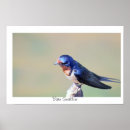Search for swallow posters Bird