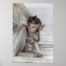 Search for macaque posters Baby animals