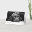 Search for blues labs cards Pet