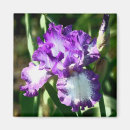 Search for bearded photography Purple