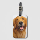 Search for golden retriever accessories Cute
