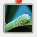 Search for caterpillar christmas tree decorations Insect