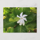 Search for jasmine flowers postcards Tropical