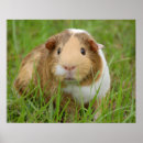 Search for guinea pig posters Cute