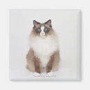 Search for big cat magnets Nature