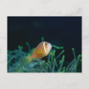 Search for up and fish postcards Animal