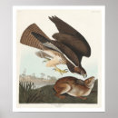 Search for buzzard art Bird