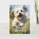 Search for havanese dog cards Dogs