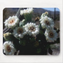 Search for arid mouse mats Saguaro