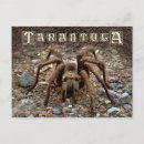 Search for tarantulas postcards Spider