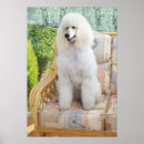 Search for standard poodle art Animals