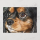 Search for ckc postcards Sweet