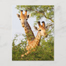 Search for peek postcards Giraffe