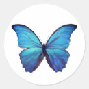 Search for blue morpho stickers Butterfly