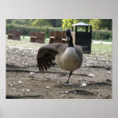 Search for gander posters Bird