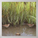 Search for two birds posters Wildlife