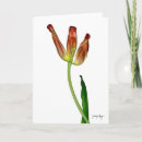 Search for mayans cards Photography