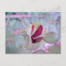 Search for rosebud postcards Nature
