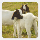 Search for cute goat stickers Animals