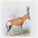 Search for antelope square stickers Horns