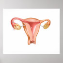 Search for female anatomy posters Gonad