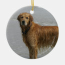 Search for flat coated retriever christmas tree decorations Canine photographer
