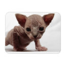 Search for kat magnets Cute