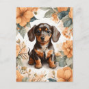 Search for dachshund puppy postcards Cute