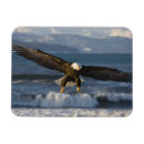 Search for homer magnets Wildlife