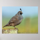 Search for quail posters Nature