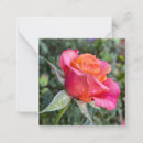 Search for raining note cards Pink