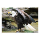 Search for spread eagle America