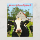 Search for pei postcards Canada