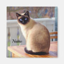 Search for blue eye magnets Animal