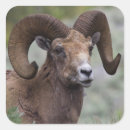 Search for ram stickers Bighorn sheep