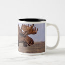Search for moose antler mugs Bull