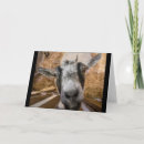 Search for friendly cards Animal