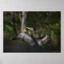 Search for cormorant posters Birds