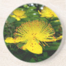 Search for herbal coasters Flower