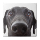 Search for labrador puppy tiles Closeup