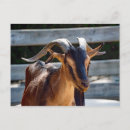 Search for pet goat postcards Animal