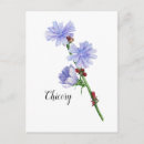 Search for chicory Botanical