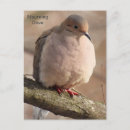 Search for mourning postcards Animal