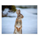 Search for fluffy bunnies posters Winter