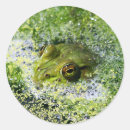 Search for reptile eye stickers Animal